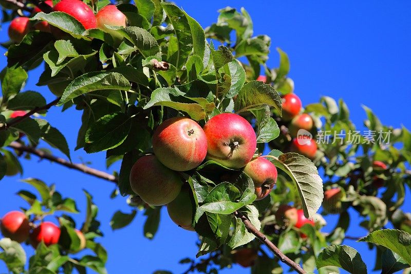 树上的苹果――生态，有机