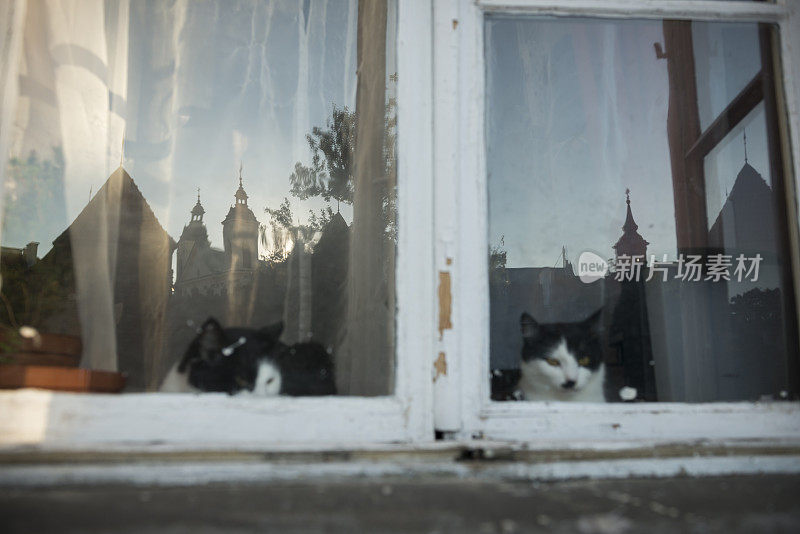 波兰华沙老城区窗户里的猫
