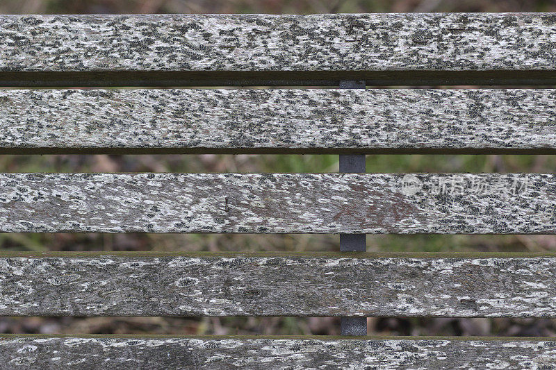 史温顿金希尔运河木凳上的苔藓