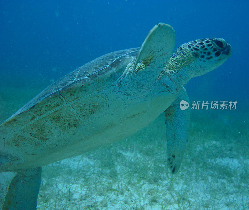 海龟和海草