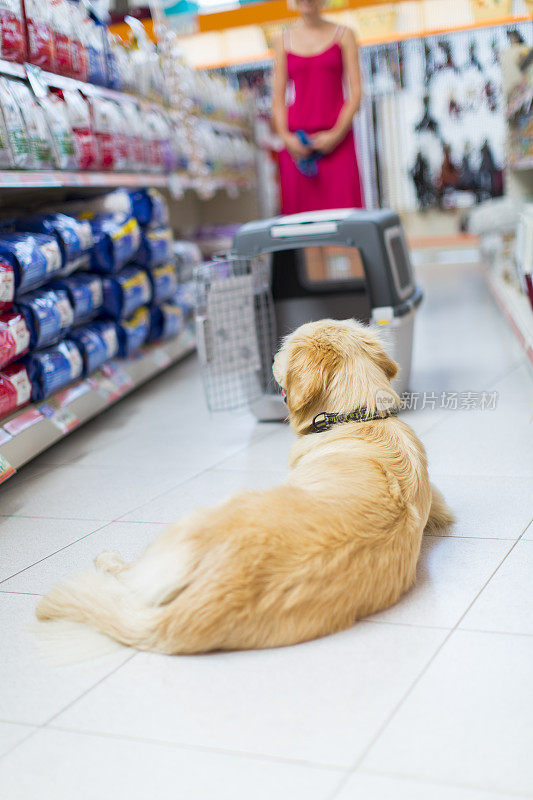 可爱的金毛猎犬在宠物店