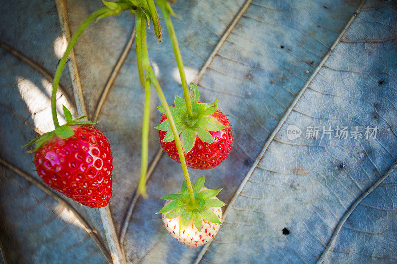 美丽的阳光在薄雾清晨的山脉。