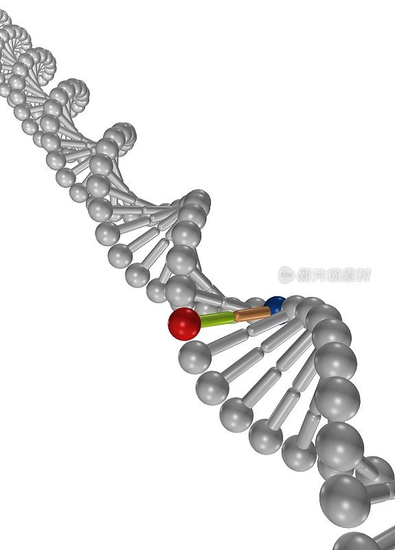 DNA分子