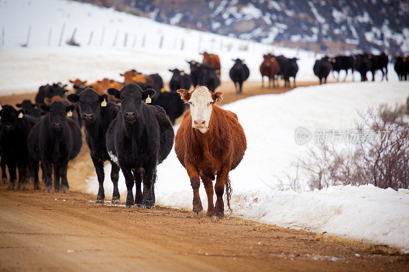 在科罗拉多州西部的土路上过冬的牛