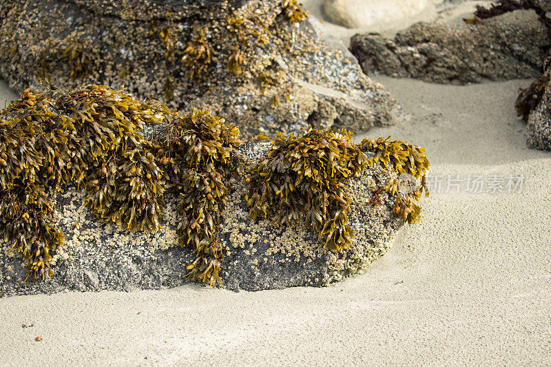 低潮海藻。