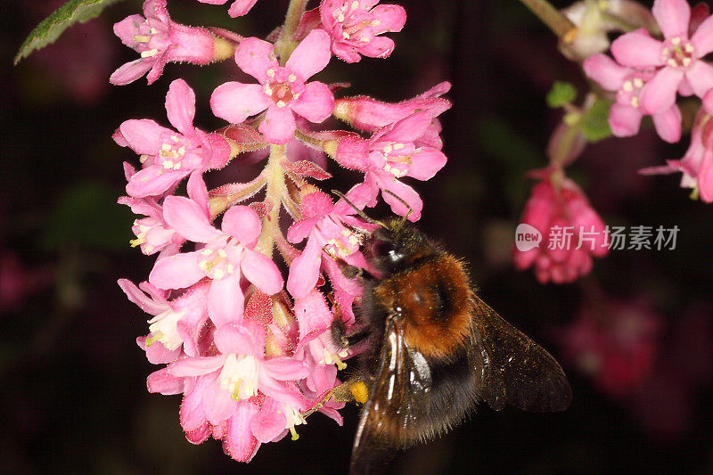 大黄蜂