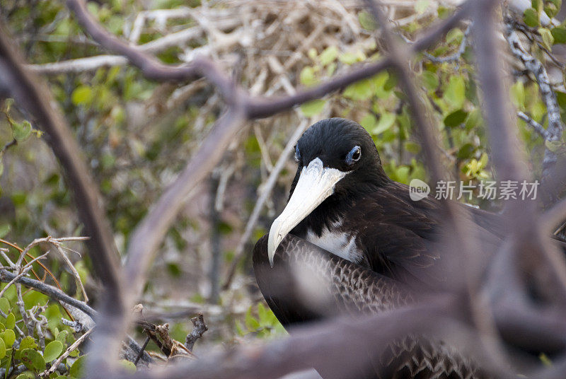 雌性华丽军舰鸟