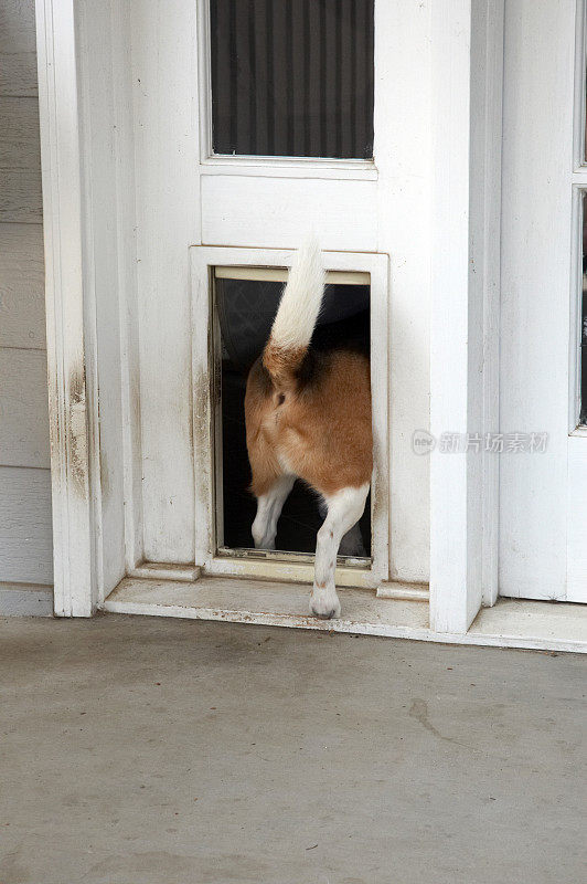 小猎犬从狗栏消失