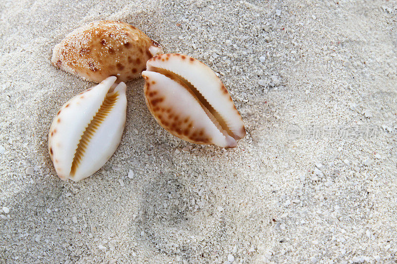 海滩上的珍奇贝壳