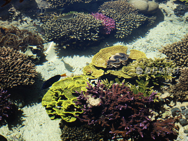 水下海洋生物，红海中的珊瑚礁