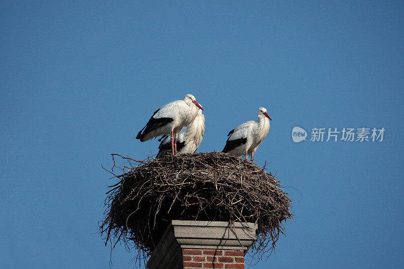 三个鹳鸟在一个巢