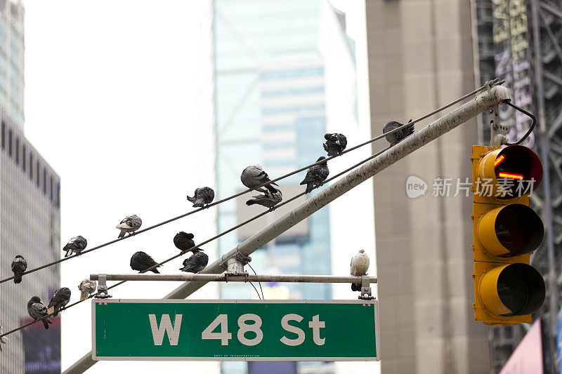 鸽子坐在纽约的交通灯上