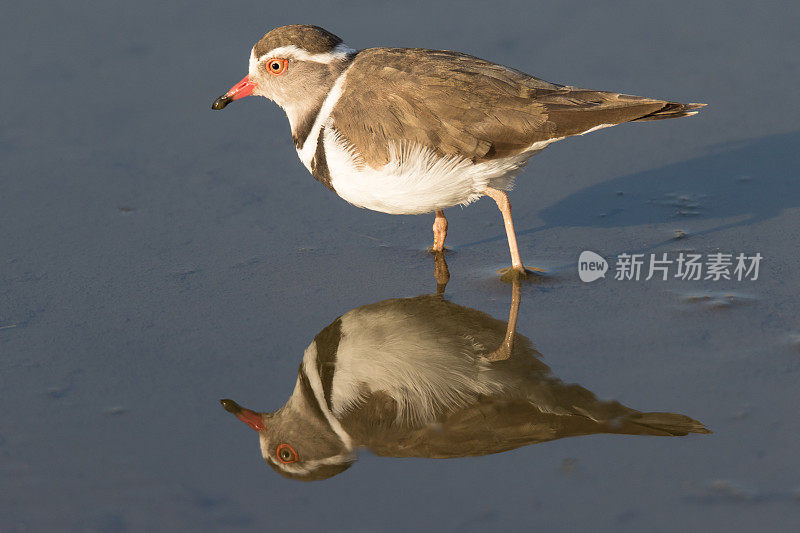 三级千鸟