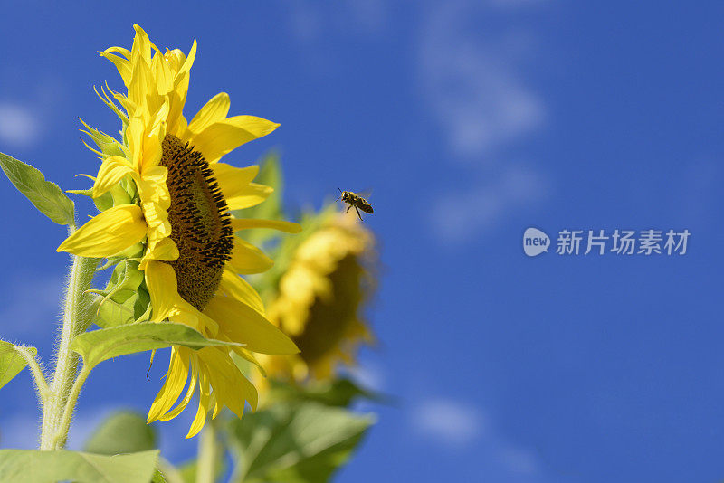 向日葵和早晨晴朗的蓝天