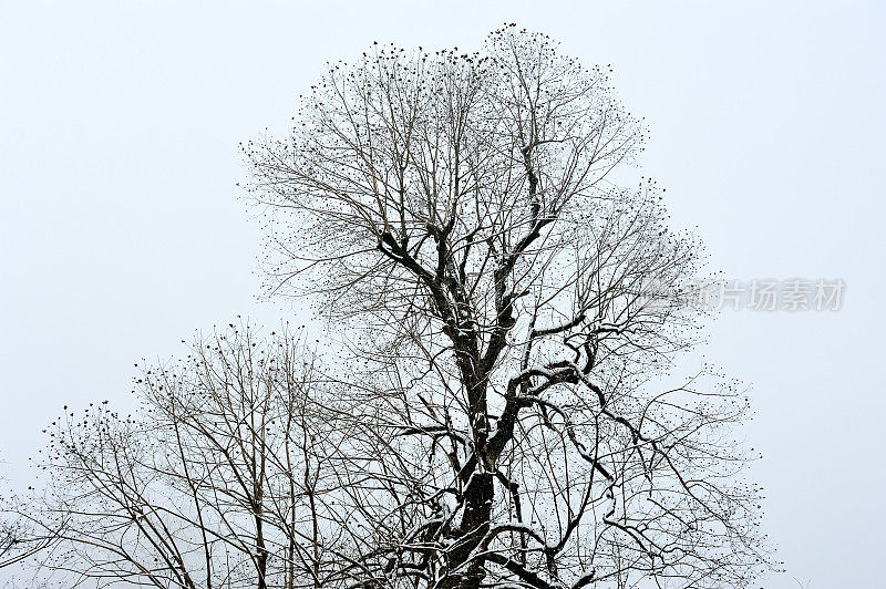 雪覆盖了树枝