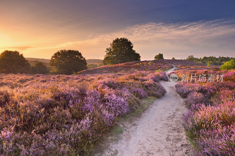 在荷兰的波斯班克，日出时穿过盛开的石南花丛