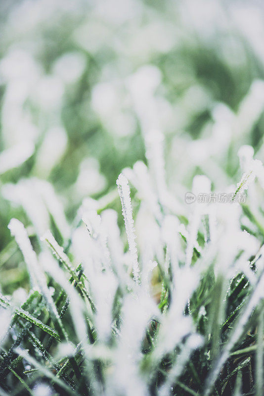 冬天初雪后冻住的草