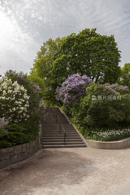 五月盛开着紫丁香的皇家公园。