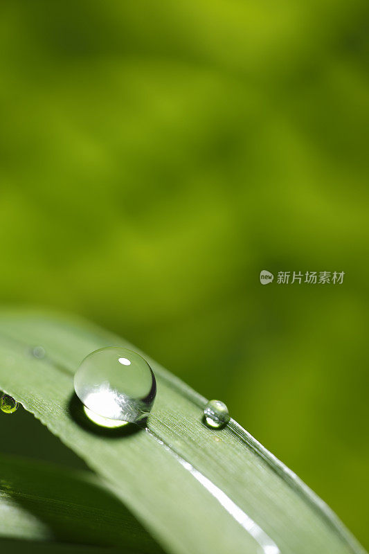 带雨滴的叶子