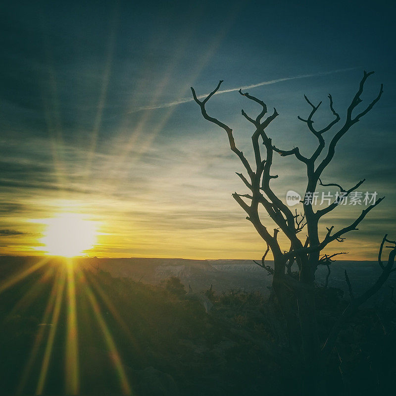 峡谷地国家公园杜松树剪影，日出天空，犹他州