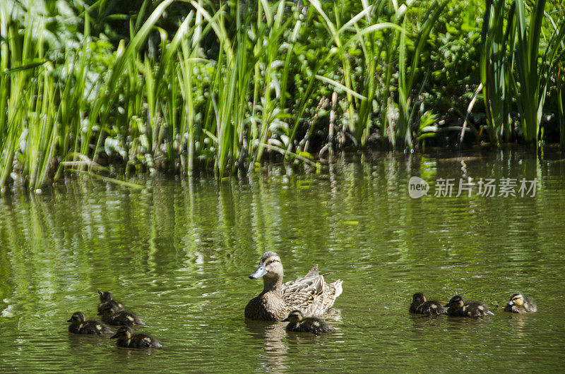 有小鸭子和它们妈妈的植物园