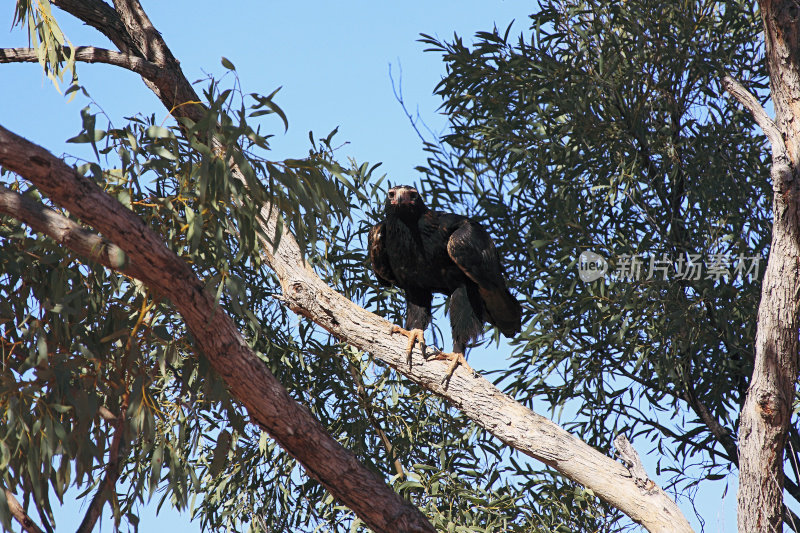 楔尾鹰在树上观察摄影师