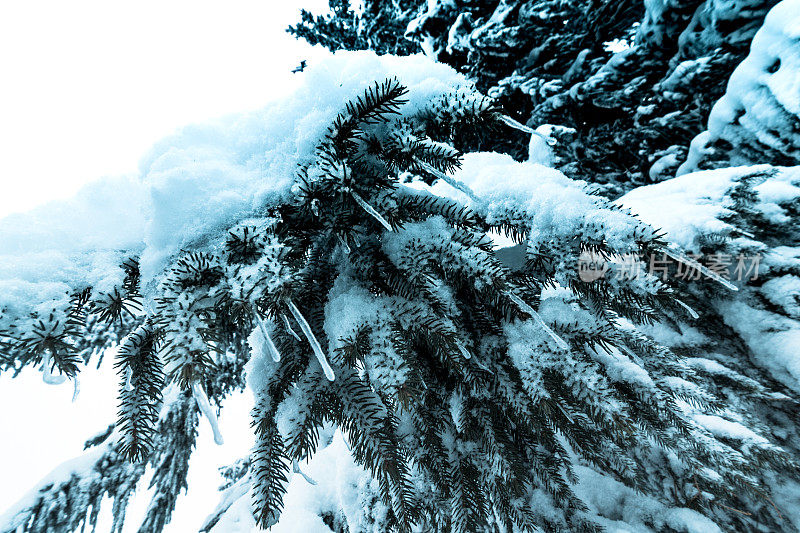 美丽的冬季景观和白雪覆盖的树木