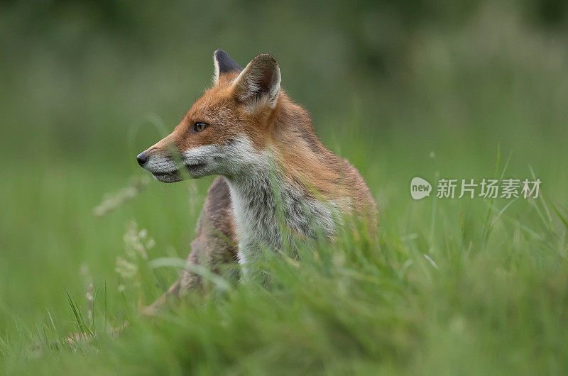 狐狸