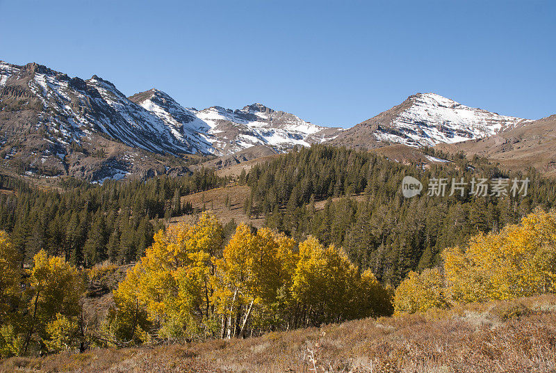 在加州索诺拉帕斯附近的内华达山脉，山谷中白雪覆盖的山峰上的白杨树的金色