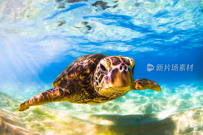 美丽的夏威夷绿海龟