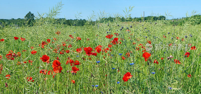 夏日油菜田的全景面板上盛开着红色的罂粟花、蓟花和蓝色的矢车菊。阳光明媚的六月天特写景观