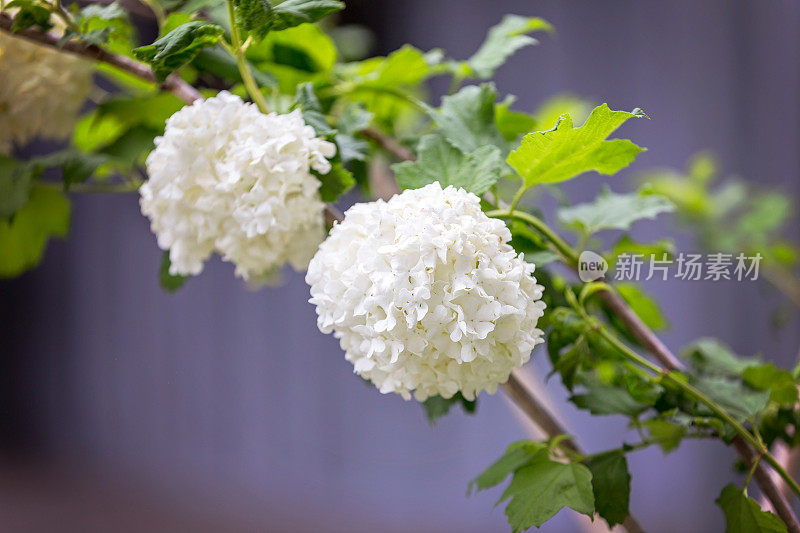 布什雪球花