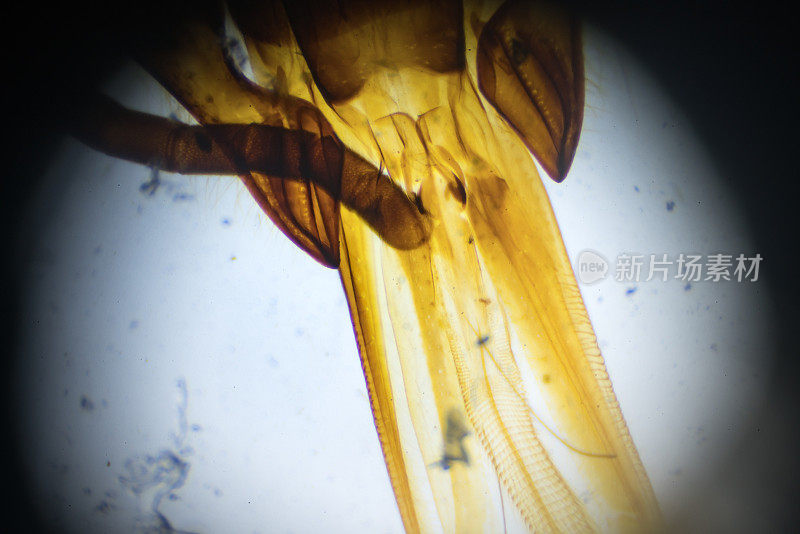 显微镜下的蜜蜂嘴部