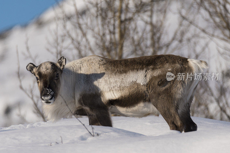 冬天，挪威北部的驯鹿在雪地里吃草