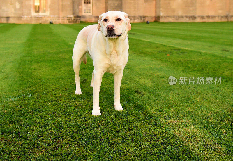 英国的拉布拉多寻回犬