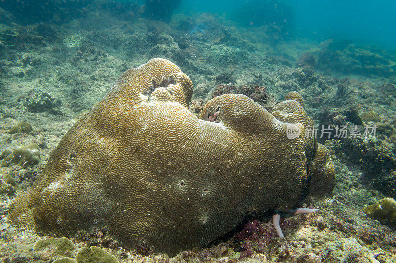 珊瑚白化，破坏脆弱的珊瑚礁生态系统
