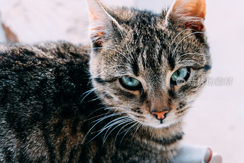 大自然中长着绿色眼睛的猫