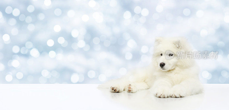 宠物狗隔离在圣诞节模糊灯光背景，模板和复制空间横幅