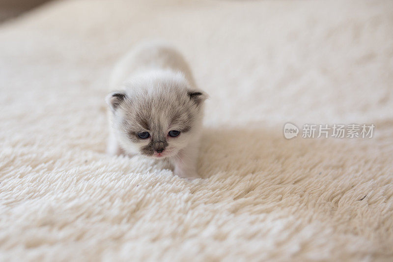 可爱的波斯小猫在床上行走。