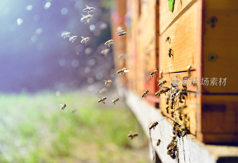 蜜蜂在蜂巢里飞来飞去。养蜂的概念。