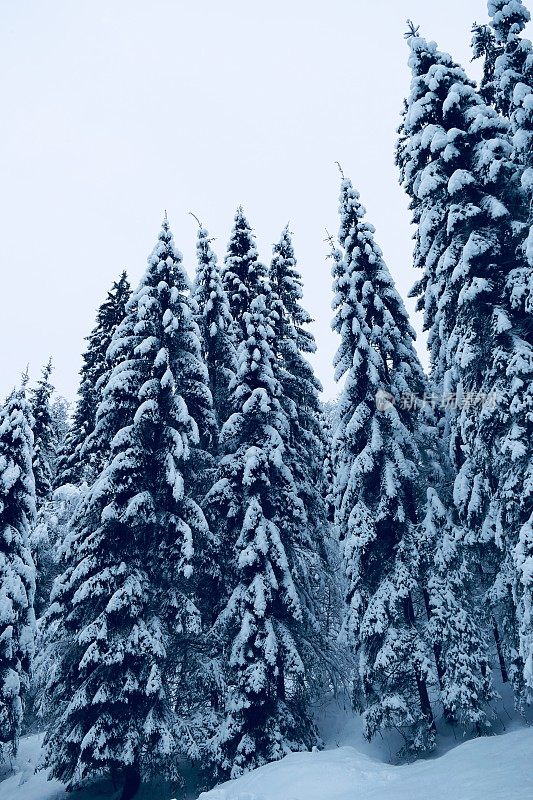 在欧洲阿尔卑斯山脉，冰雪覆盖的冬季景观和森林