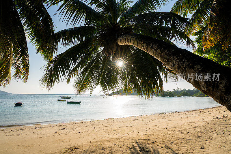 塞舌尔日落椰子树安斯塔卡玛卡海滩
