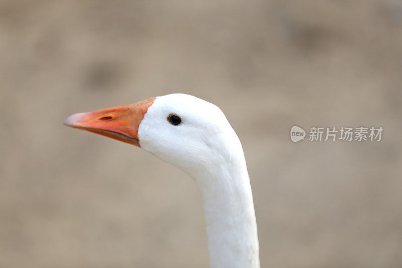 鹅有选择性的重点