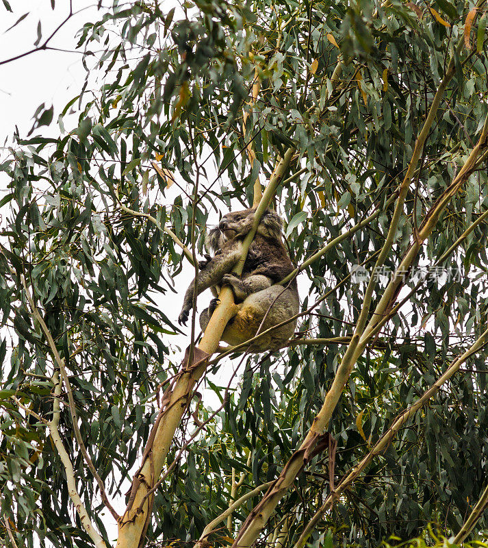 野生考拉在桉树上休息