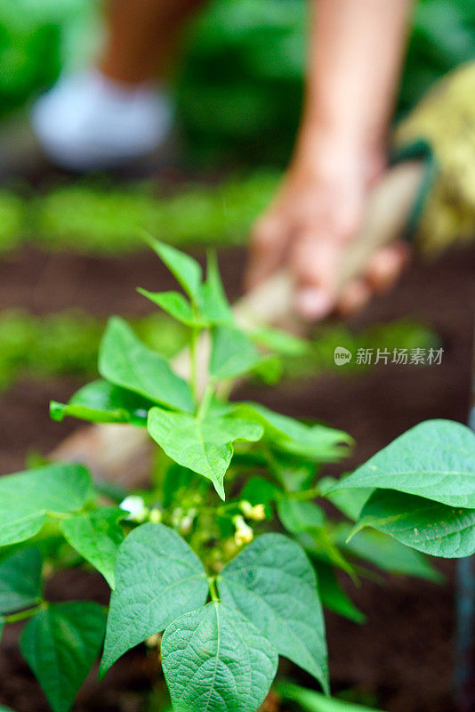 有机蔬菜园中手持植物的特写