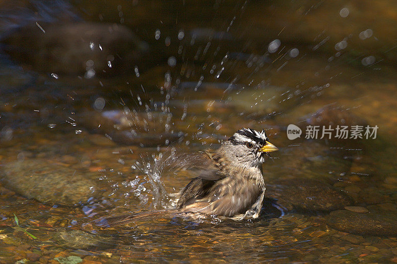 白冠麻雀洗澡