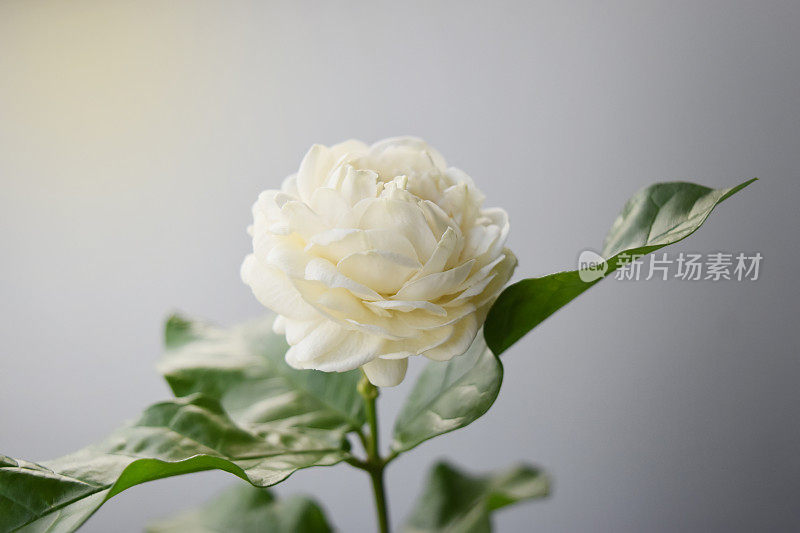 白花有柔软的花瓣，茉莉花在学名和空间上为文。-亚洲热带花卉。