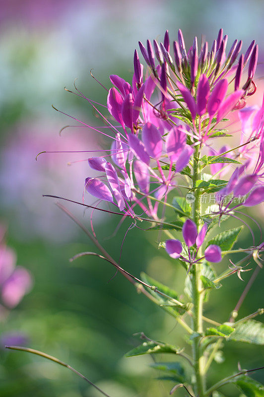 带刺的spiderflower