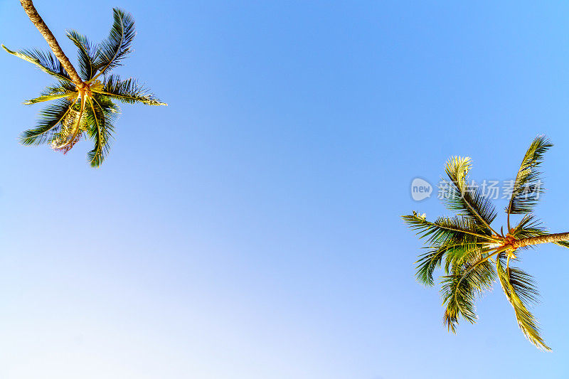 毛伊岛的棕榈树映衬着湛蓝的天空