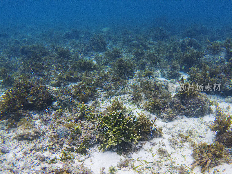 Dascillus殖民地在珊瑚礁。热带海岸水下照片。